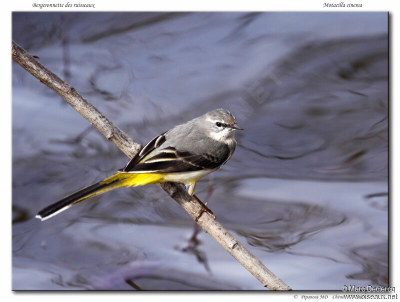 Grey Wagtail