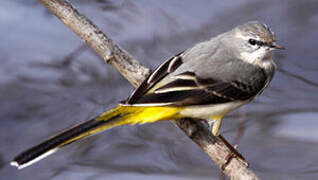 Grey Wagtail