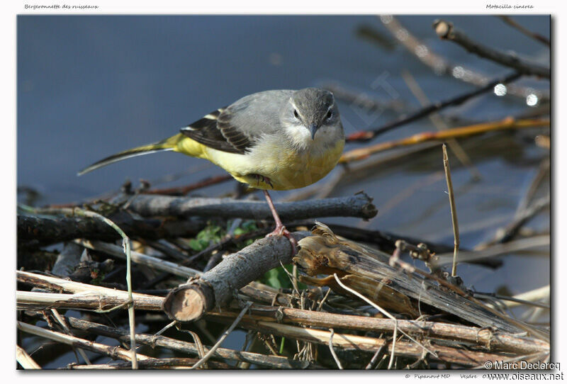 Grey Wagtail