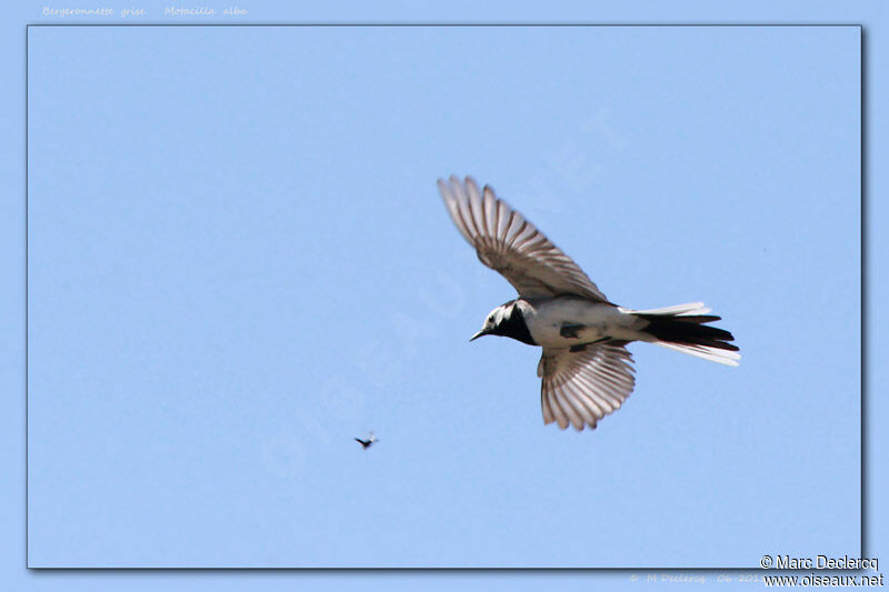 White Wagtail, identification, feeding habits