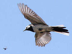 White Wagtail