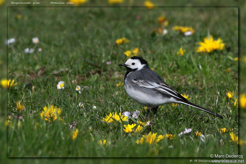 White Wagtail, identification