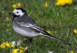 White Wagtail