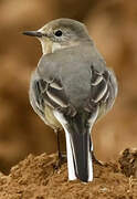 White Wagtail