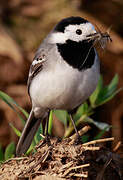 White Wagtail