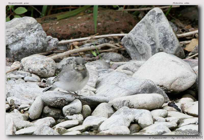 White Wagtailjuvenile, identification