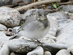 White Wagtail