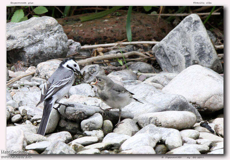 White Wagtail, feeding habits, Reproduction-nesting, Behaviour