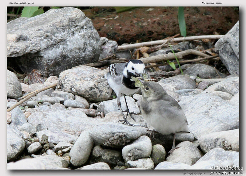 Bergeronnette grisejuvénile, identification, régime, Comportement