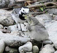 White Wagtail