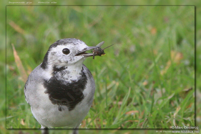 White Wagtail, identification, feeding habits