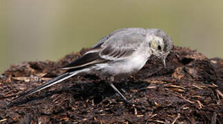 White Wagtail