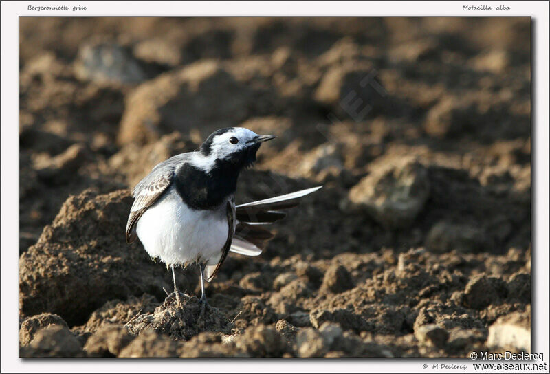 White Wagtail, identification