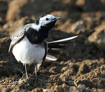 White Wagtail