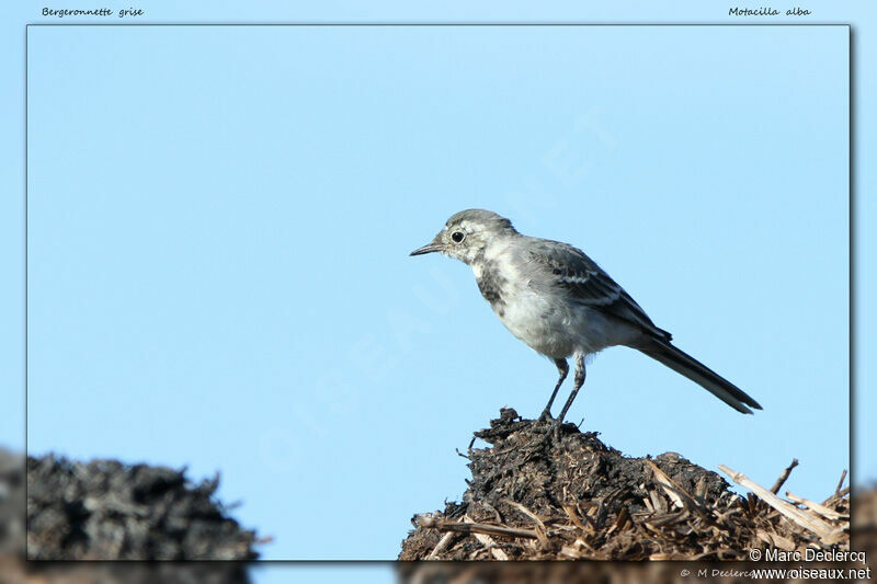 White Wagtailjuvenile, identification