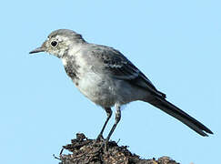 White Wagtail