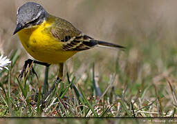 Western Yellow Wagtail