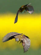 Western Yellow Wagtail