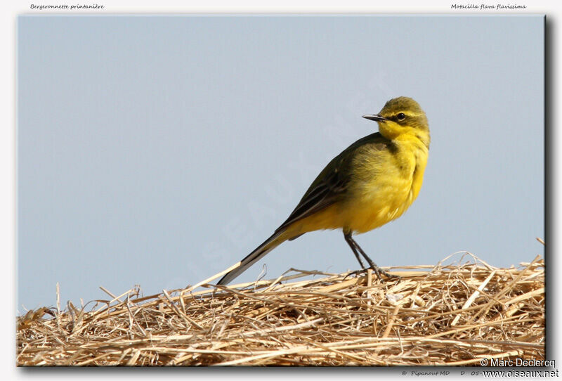 Western Yellow Wagtail