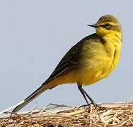 Western Yellow Wagtail