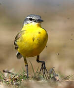 Western Yellow Wagtail