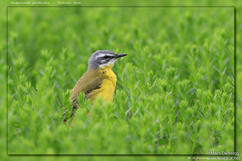 Western Yellow Wagtail, identification