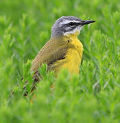 Western Yellow Wagtail