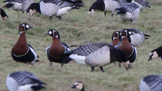 Red-breasted Goose