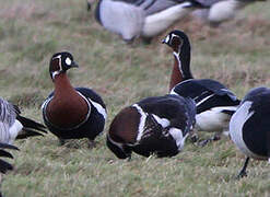 Red-breasted Goose