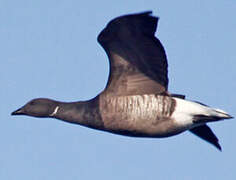 Brant Goose