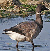 Brant Goose