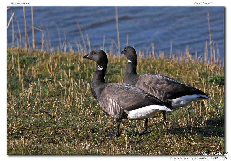 Brant Goose, identification