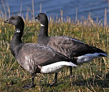 Brant Goose