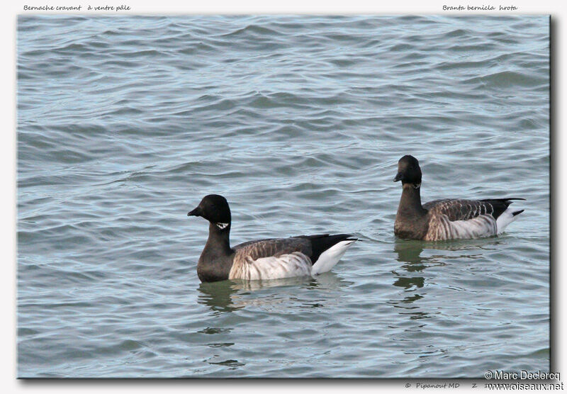 Brant Goose, identification