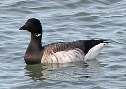 Brant Goose