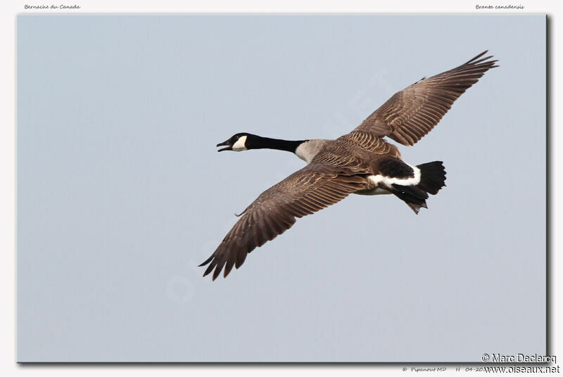 Canada Goose, Flight