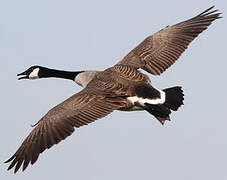 Canada Goose