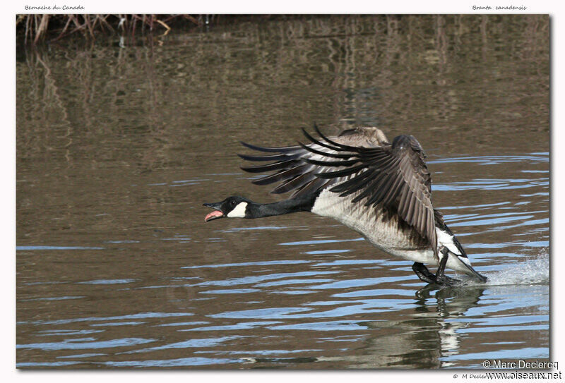 Canada Goose, identification