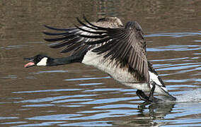 Canada Goose