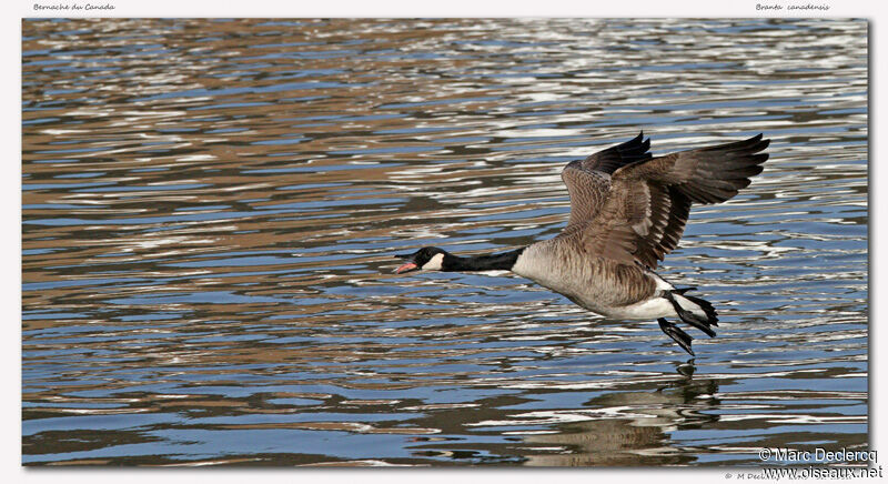 Canada Goose, identification