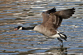 Canada Goose