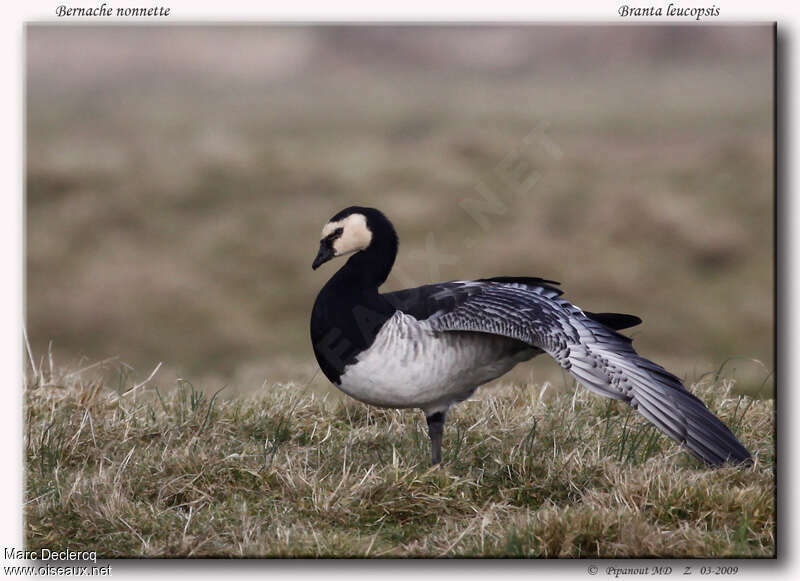 Barnacle Gooseadult, Behaviour