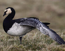 Barnacle Goose