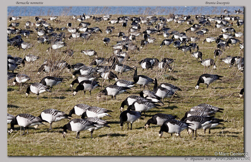 Barnacle Goose, identification, Behaviour