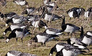 Barnacle Goose