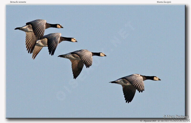 Barnacle Goose, Flight