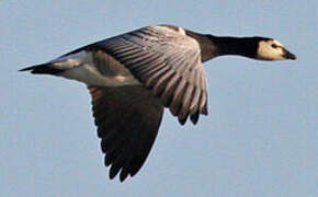 Barnacle Goose