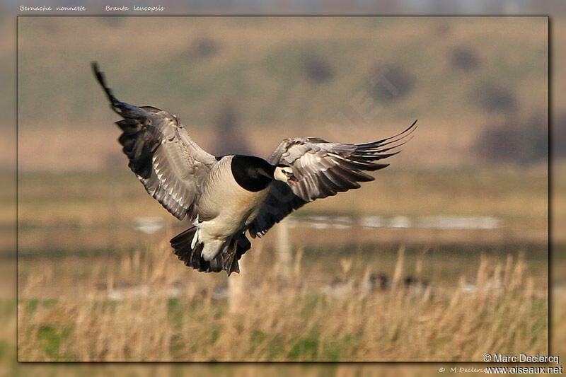 Barnacle Goose, identification