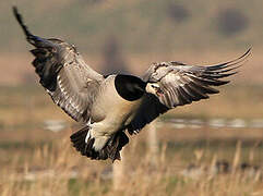 Barnacle Goose