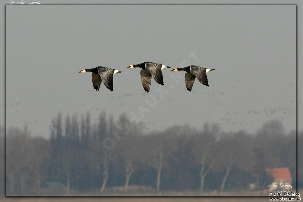 Barnacle Goose